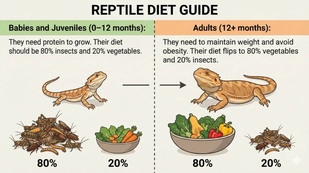 infographic titled "REPTILE DIET GUIDE". The left half, headed "Babies and Juveniles (0–12 months):", shows a small bearded dragon and states, "They need protein to grow. Their diet should be 80% insects and 20% vegetables.". Below this are illustrations of a large pile of insects labeled "80%" and a smaller bowl of vegetables labeled "20%". An arrow points to the right half, headed "Adults (12+ months):", which shows a larger, adult bearded dragon and states, "They need to maintain weight and avoid obesity. Their diet flips to 80% vegetables and 20% insects.". Below this are illustrations of a large bowl of vegetables labeled "80%" and a smaller pile of insects labeled "20%".