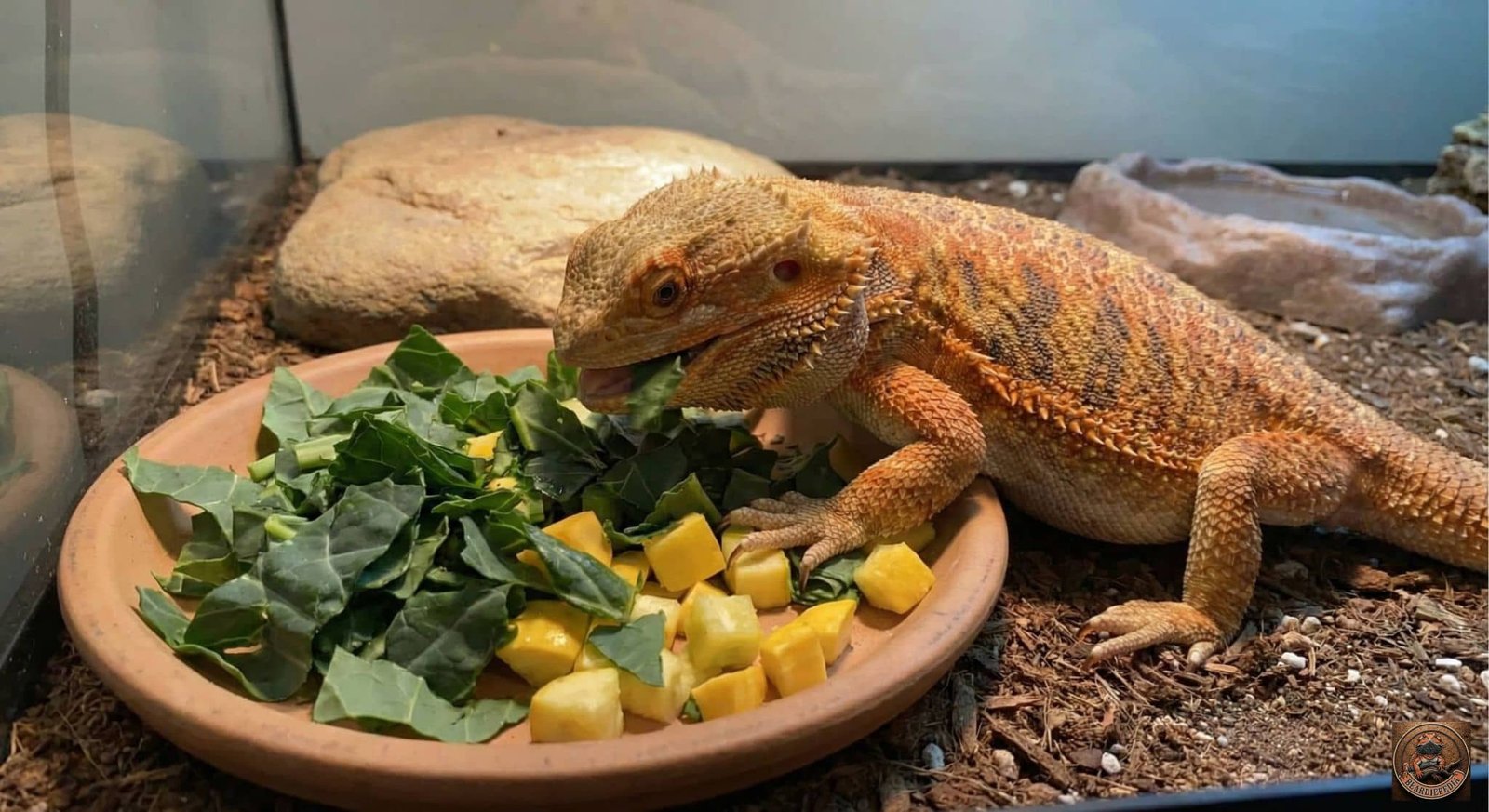 Adult bearded dragon eating fresh collard greens from a shallow bowl