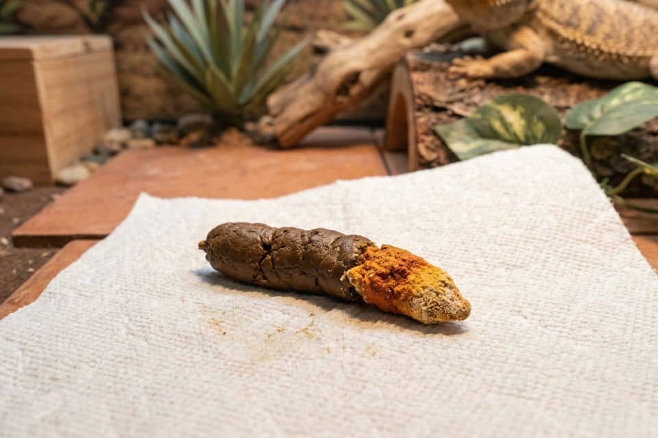 Close-up of bearded dragon poop on a paper towel showing abnormal yellow and orange urates, indicating dehydration or vitamin issues