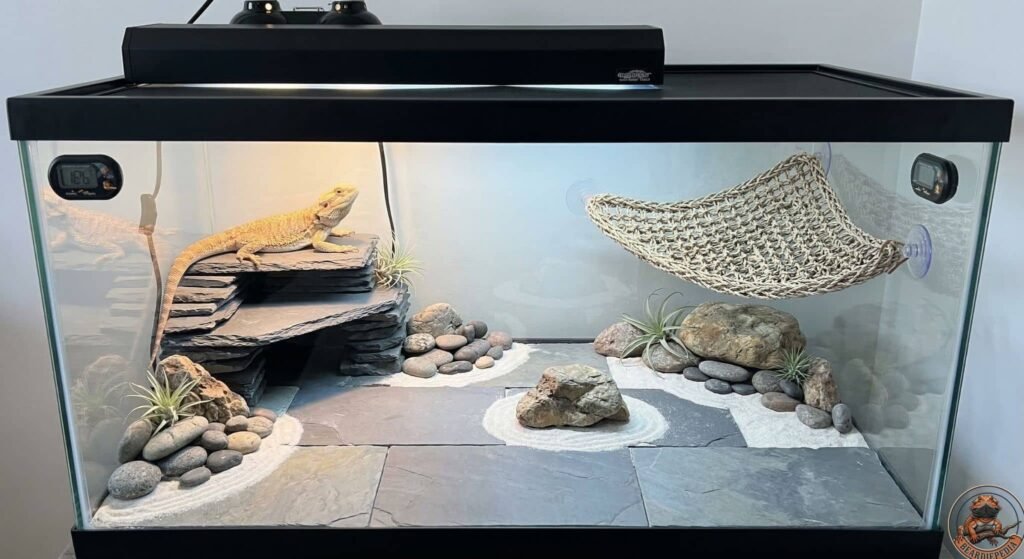 Minimalist zen rock garden tank for Pogona vitticeps with slate tiles and hammock